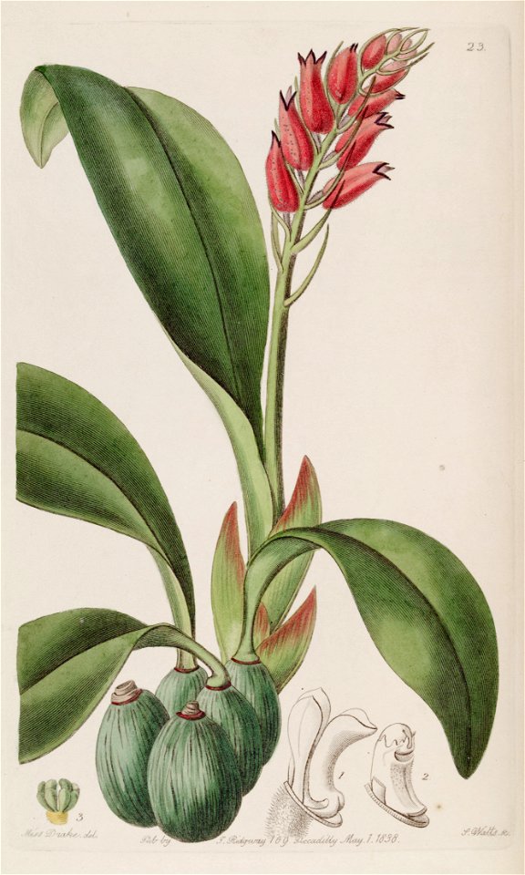 Cryptochilus sanguineus - Edwards vol 24 (NS 1) pl 23 (1838)