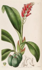Cryptochilus sanguineus - Edwards vol 24 (NS 1) pl 23 (1838)