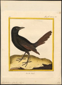 Cryptorhina afra - 1700-1880 - Print - Iconographia Zoologica - Special Collections University of Amsterdam - UBA01 IZ15700071
