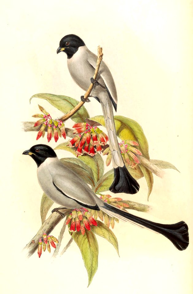 Crypsirina cucullata Gould