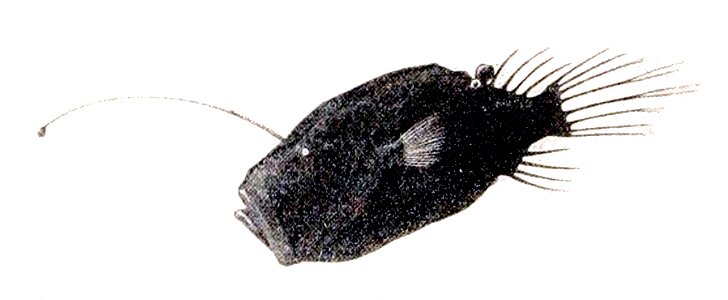 Cryptopsaras couesii1