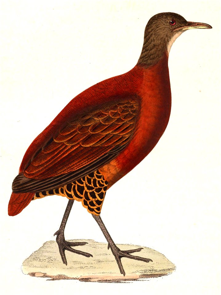 Crypturellus obsoletus 1838