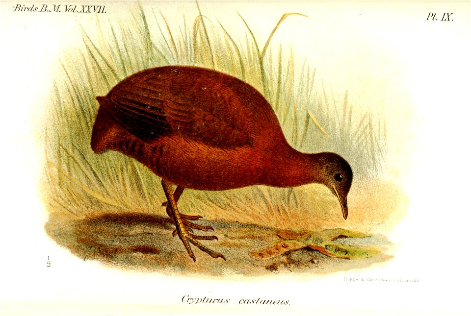 CrypturusCastaneusSmit