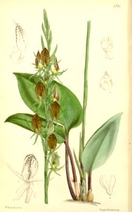 Cryptostylis arachnites (as Zosterostylis arachnites) - Curtis' 89 (Ser. 3 no. 19) pl. 5381 (1863)