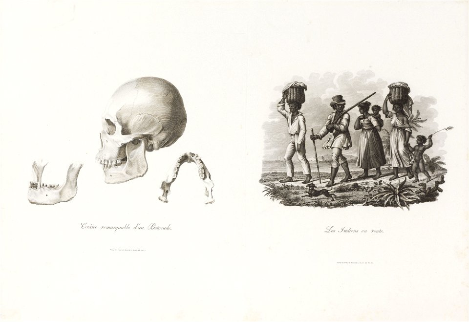 Crâne remarquable d´un Botocude, da Coleção Brasiliana Iconográfica