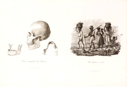 Crâne remarquable d´un Botocude, da Coleção Brasiliana Iconográfica. Free illustration for personal and commercial use.