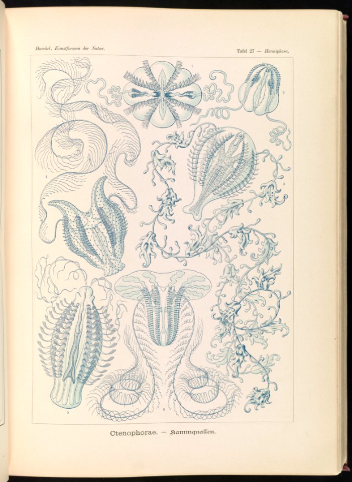 Ctenophorae. - Kammquallen LCCN2015648914