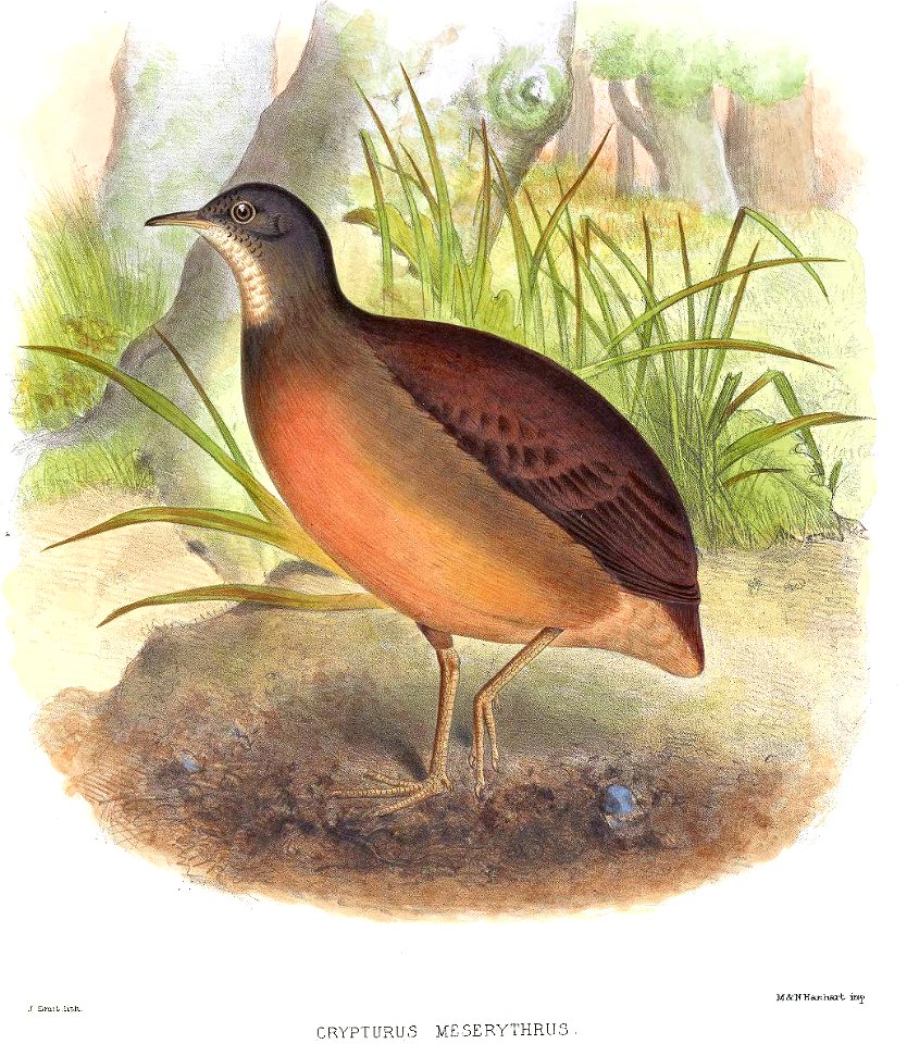 CrypturusMeserythrusSmit