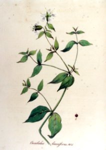 Cucubalus bacciferus — Flora Batava — Volume v12