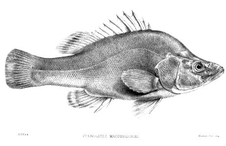 CtenolastesMacquariensisFord. Free illustration for personal and commercial use.