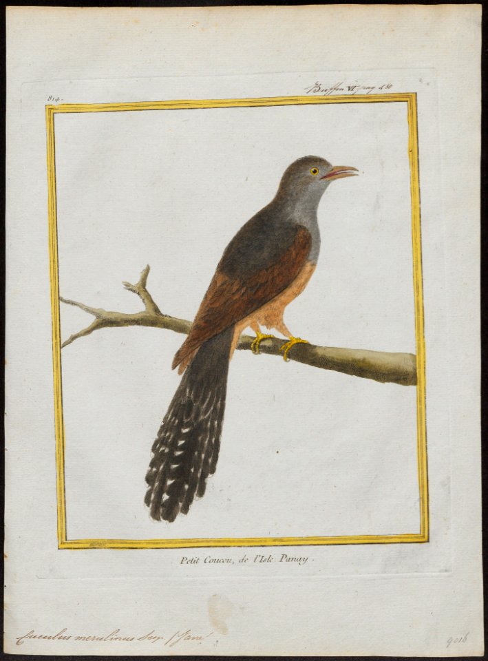 Cuculus merulinus - 1700-1880 - Print - Iconographia Zoologica - Special Collections University of Amsterdam - UBA01 IZ18800235