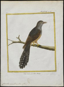Cuculus merulinus - 1700-1880 - Print - Iconographia Zoologica - Special Collections University of Amsterdam - UBA01 IZ18800235