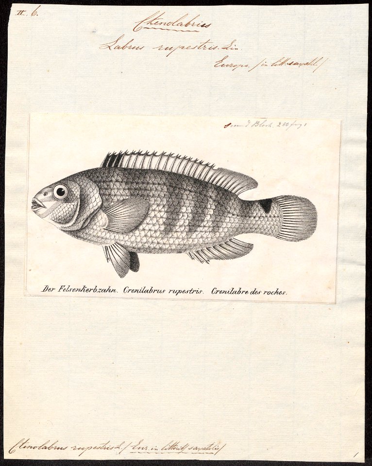 Ctenolabrus rupestris - 1809-1845 - Print - Iconographia Zoologica - Special Collections University of Amsterdam - UBA01 IZ13900229