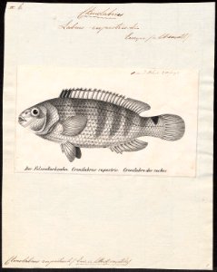 Ctenolabrus rupestris - 1809-1845 - Print - Iconographia Zoologica - Special Collections University of Amsterdam - UBA01 IZ13900229