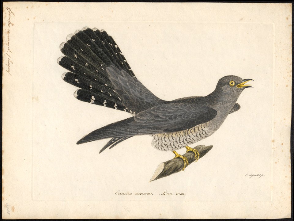 Cuculus canorus - 1800-1812 - Print - Iconographia Zoologica - Special Collections University of Amsterdam - UBA01 IZ18800211