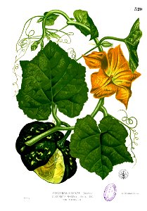Cucurbita maxima Blanco2.320