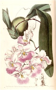 Cuitlauzina pendula (as Odontoglossum citrosmum) - Edwards vol 29 (NS 6) pl 3 (1843)