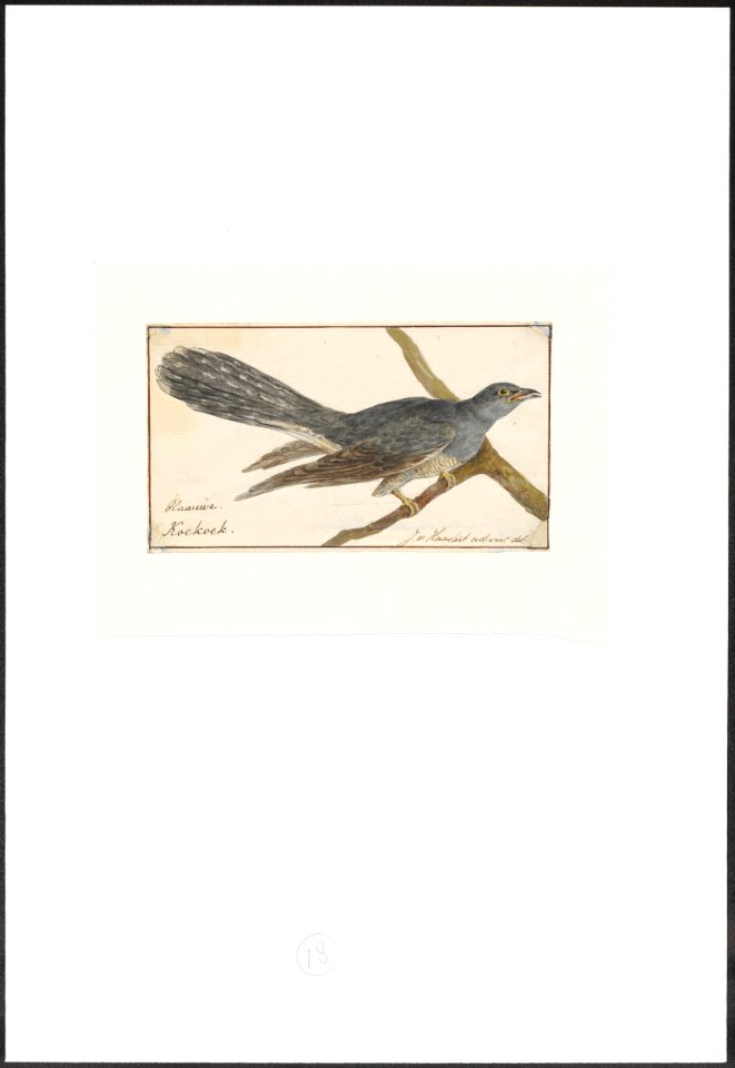 Cuculus canorus - 1753-1834 - Print - Iconographia Zoologica - Special Collections University of Amsterdam - UBA01 IZA1000236