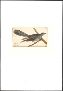 Cuculus canorus - 1753-1834 - Print - Iconographia Zoologica - Special Collections University of Amsterdam - UBA01 IZA1000236