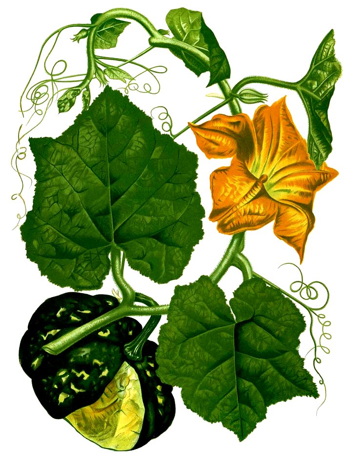 Cucurbita maxima Blanco2.320-cropped