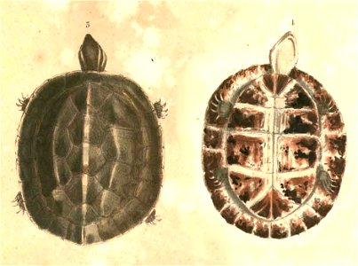 Cuora amboinensis Hardwicke
