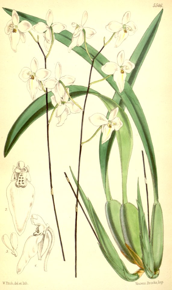 Cuitlauzina candida (as Palumbina candida) - Curtis' 91 (Ser. 3 no. 21) pl. 5546 (1865)