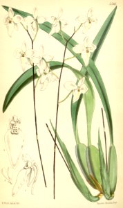 Cuitlauzina candida (as Palumbina candida) - Curtis' 91 (Ser. 3 no. 21) pl. 5546 (1865)