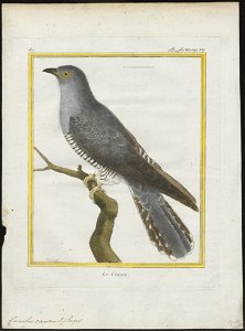 Cuculus canorus - 1700-1880 - Print - Iconographia Zoologica - Special Collections University of Amsterdam - UBA01 IZ18800219