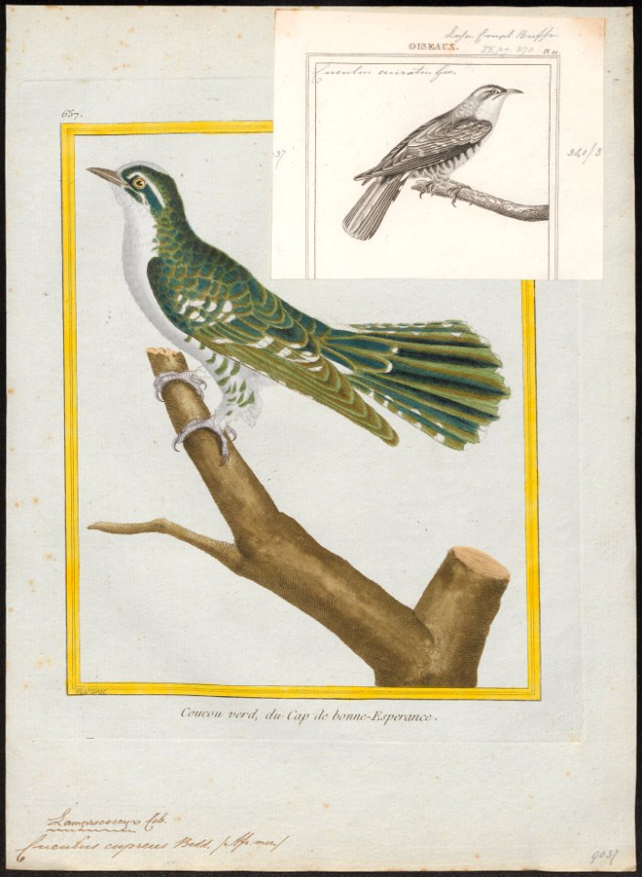 Cuculus cupreus - 1700-1880 - Print - Iconographia Zoologica - Special Collections University of Amsterdam - UBA01 IZ18800243