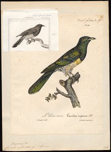 Cuculus splendidus - 1825-1834 - Print - Iconographia Zoologica - Special Collections University of Amsterdam - UBA01 IZ18800237