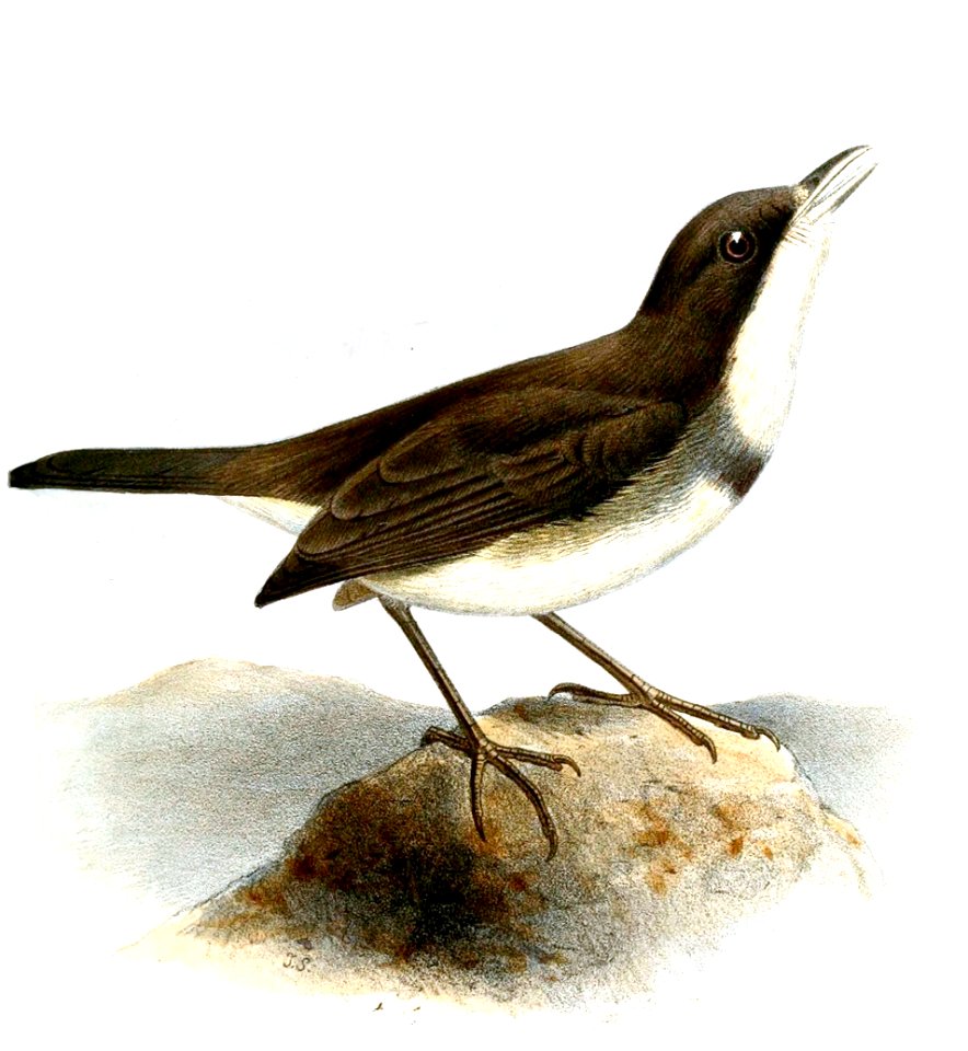 CuphopterusDohrniSmit