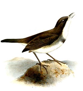 CuphopterusDohrniSmit