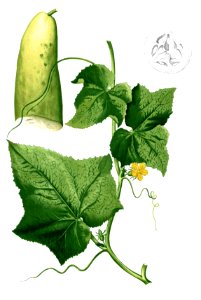 Cucumis sativus Blanco2.299-cropped