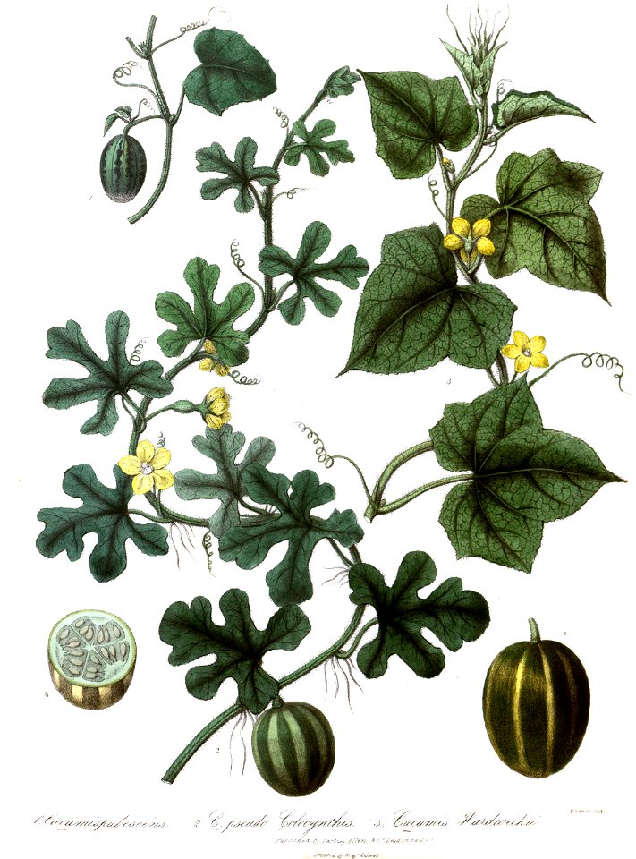 CucumisRoyle