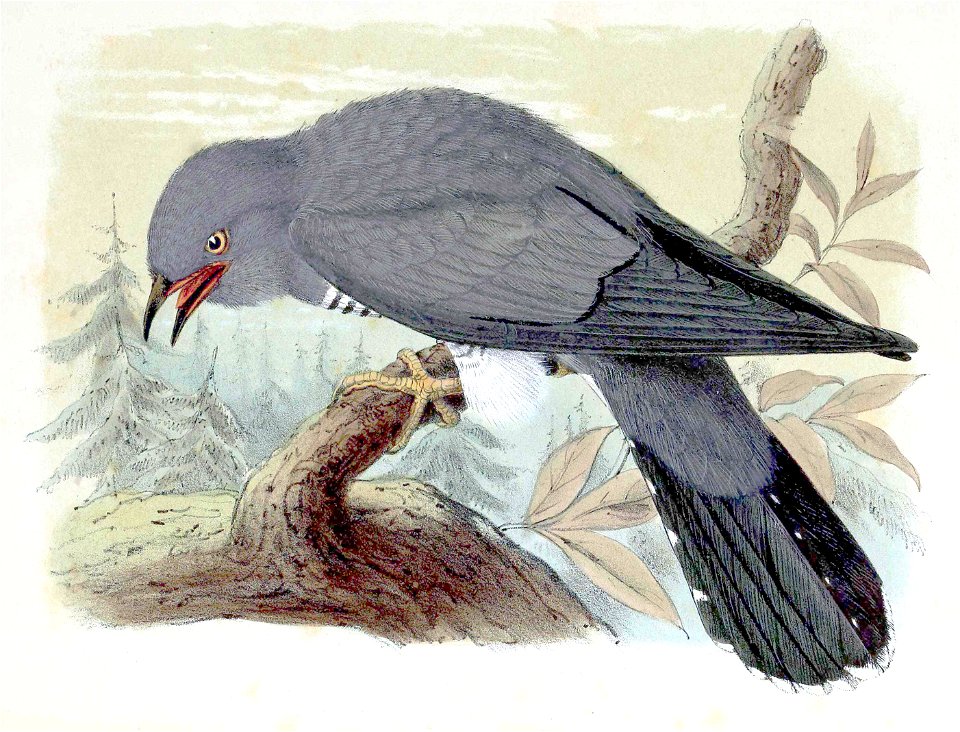 Cuculus canorus 1873