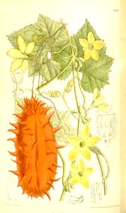 Cucumis metuliferus 137-8385
