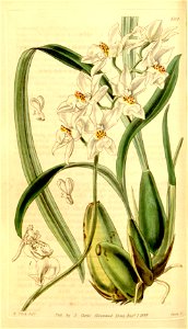 Cuitlauzina pulchella (as Odontoglossum pulchellum) - Curtis' 70 (N.S. 17) pl. 4104 (1844)