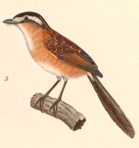 Culicivora caudacuta 1838