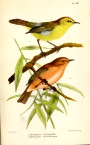 CulicipetaKeulemans