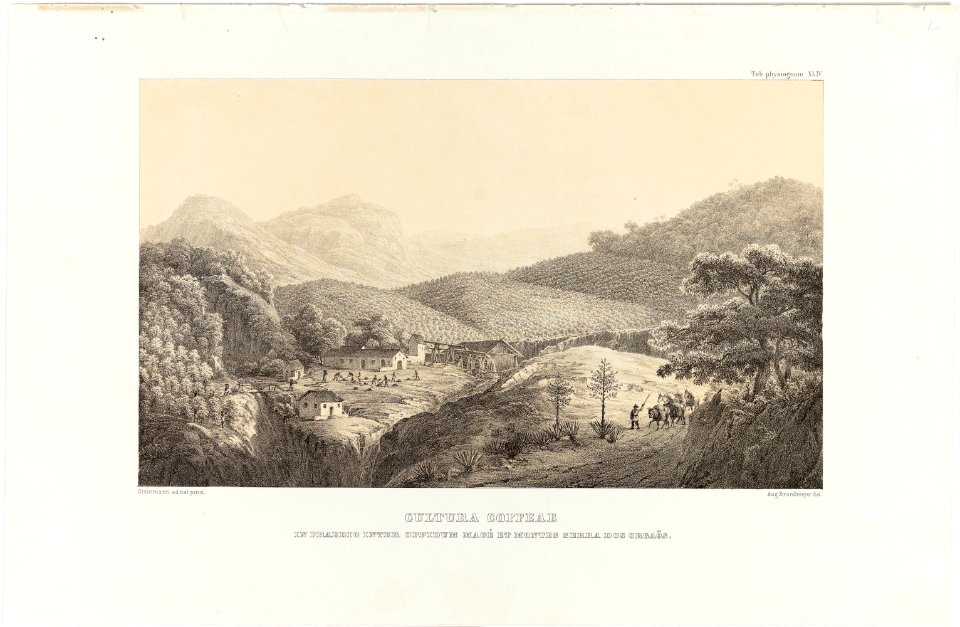 Cultura Coffeae in Praedio Inter Oppidum Magé et Montes Serra dos Orgaõs, da Coleção Brasiliana Iconográfica