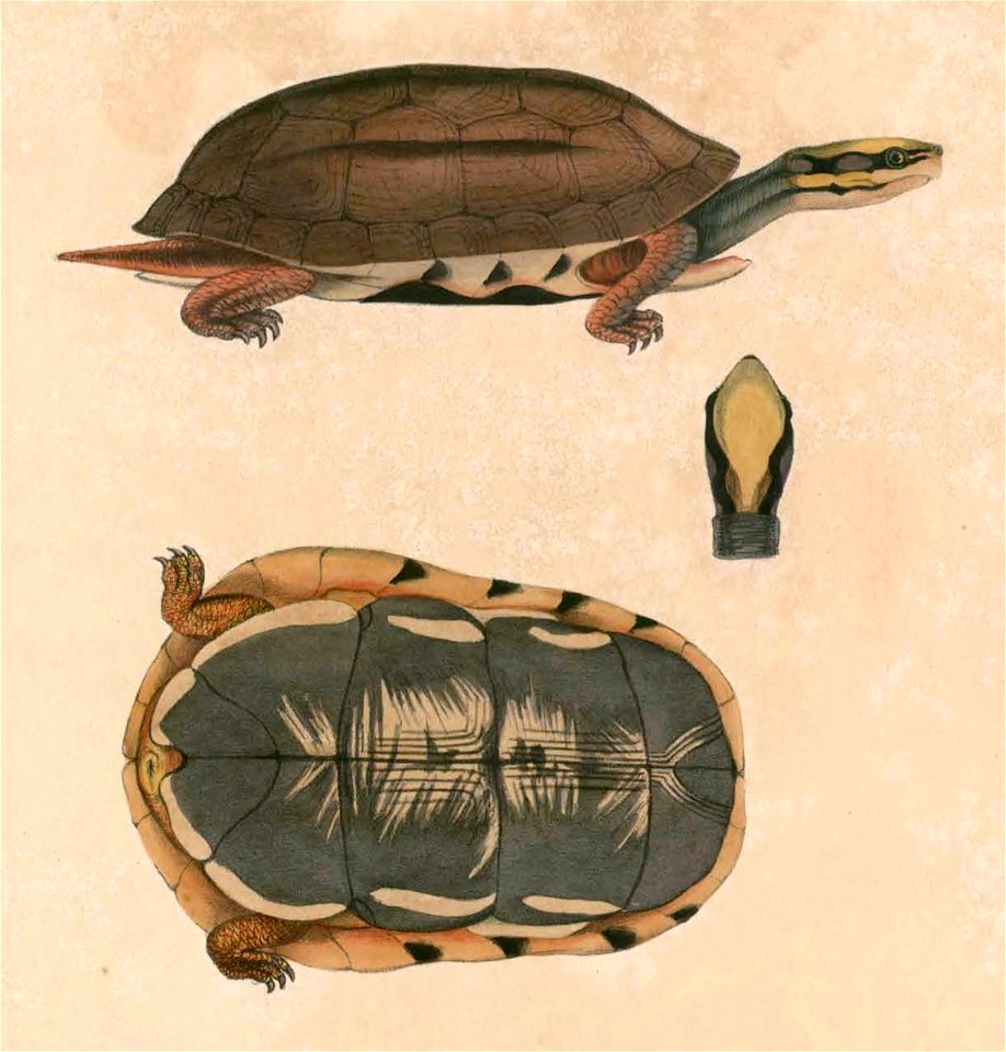 Cuora trifasciata Hardwicke