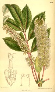 Cunonia capensis 139-8504
