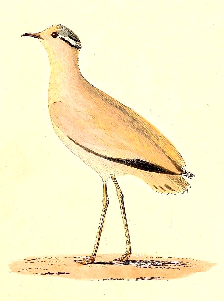 Cursorius cursor 1832