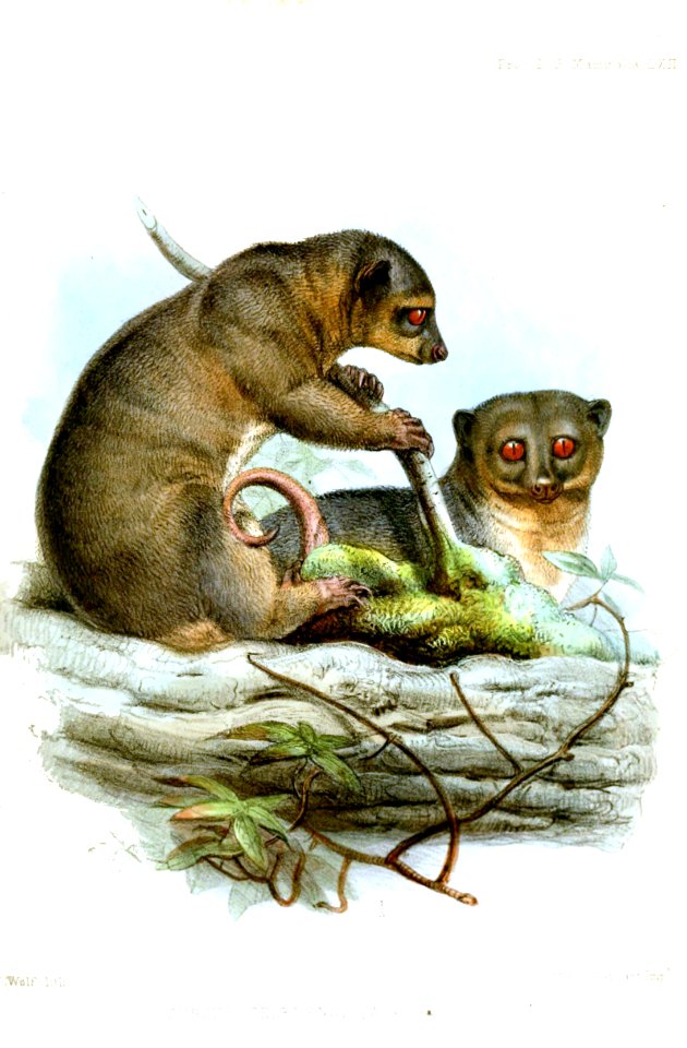 CuscusCelebensisWolf