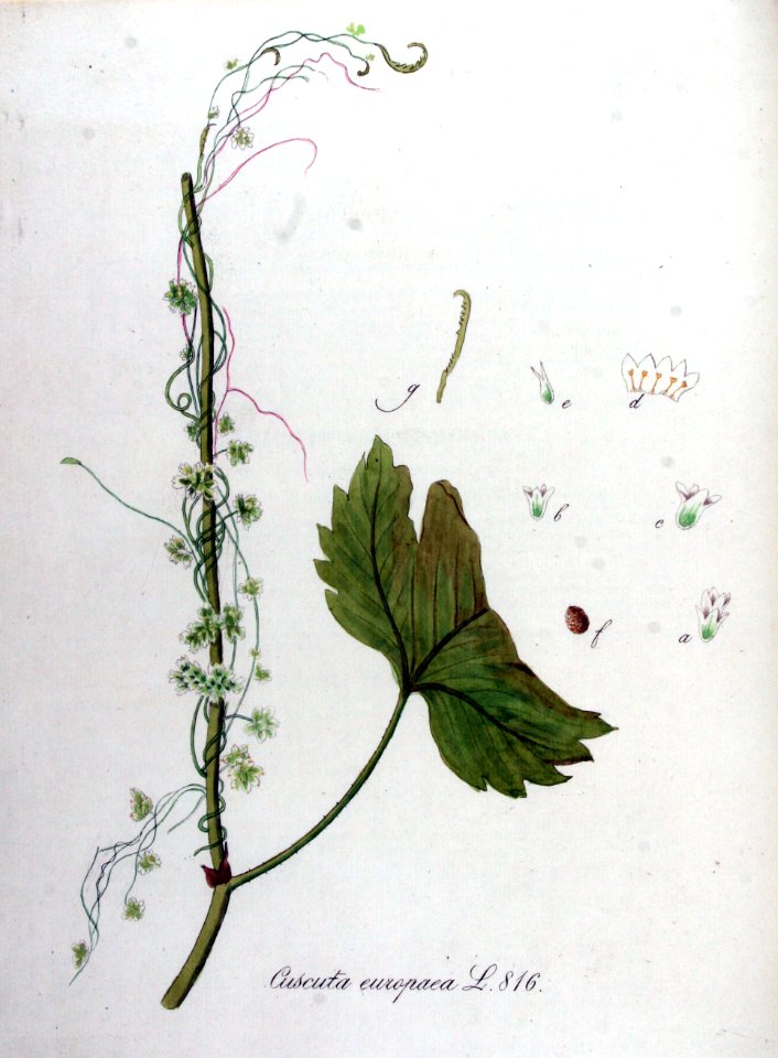 Cuscuta europaea — Flora Batava — Volume v11