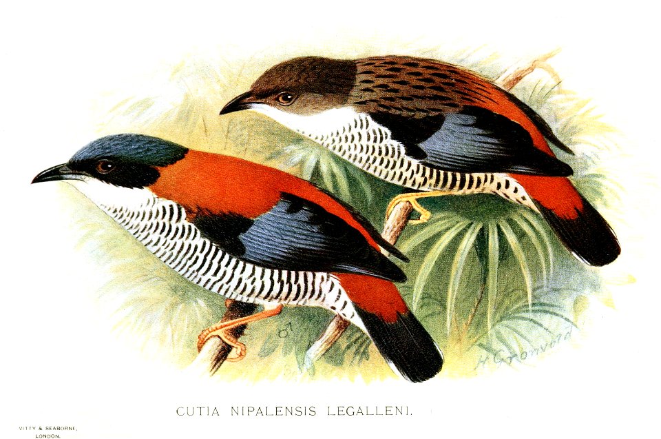CutiaNipalensisGronvold