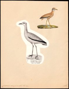 Cursorius gallicus - 1809-1845 - Print - Iconographia Zoologica - Special Collections University of Amsterdam - UBA01 IZ17200301