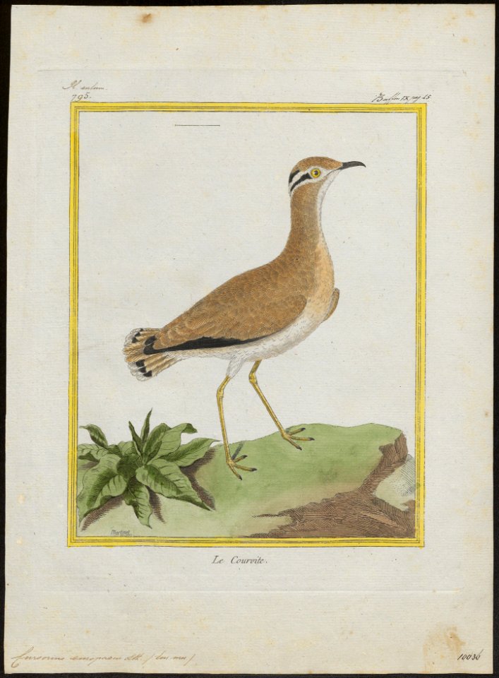 Cursorius gallicus - 1700-1880 - Print - Iconographia Zoologica - Special Collections University of Amsterdam - UBA01 IZ17200297