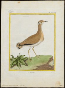 Cursorius gallicus - 1700-1880 - Print - Iconographia Zoologica - Special Collections University of Amsterdam - UBA01 IZ17200297