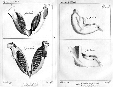 Cuvier elephant jaw-ar